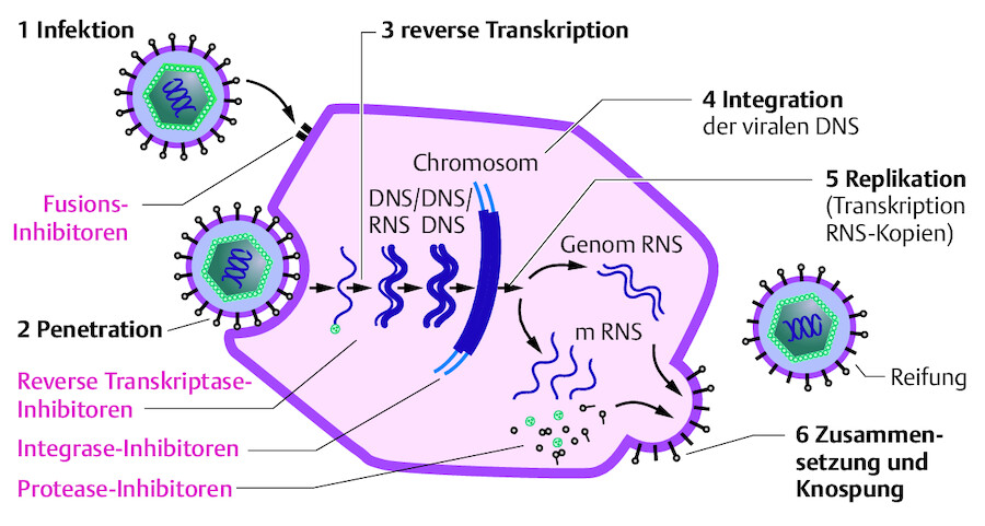 Pathogenese der HIV-Infektion.