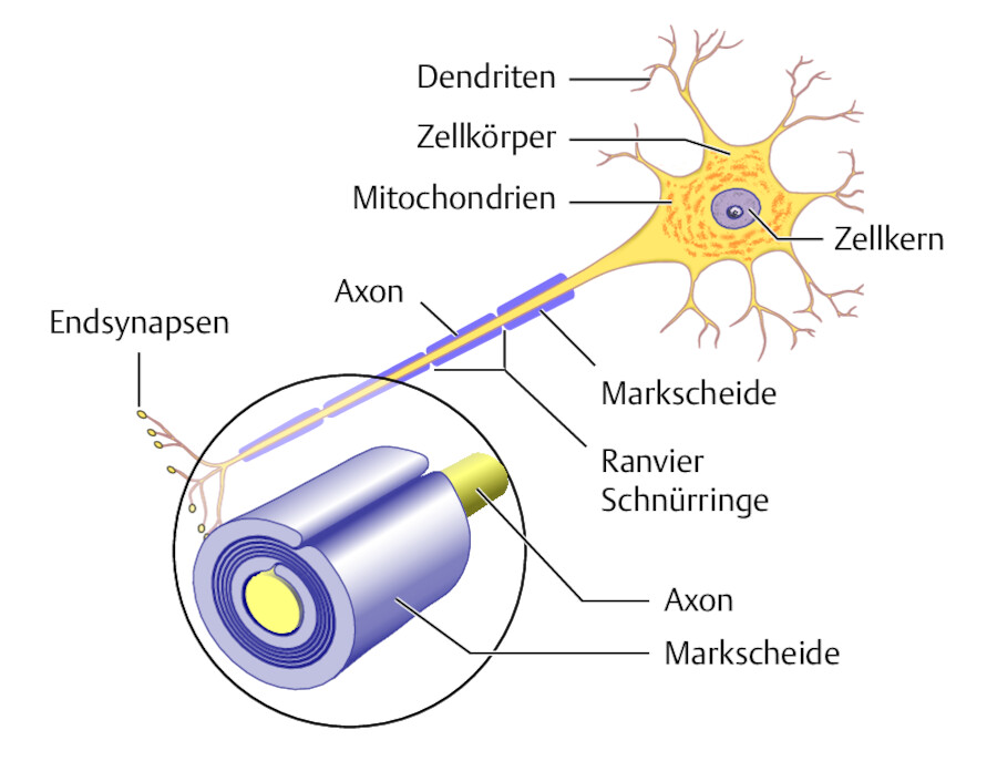 Pathophysiologie der MS.