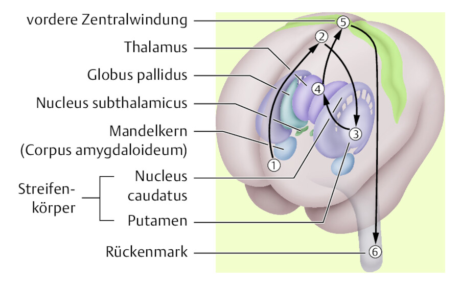 Planung und Umsetzung einer Bewegung.