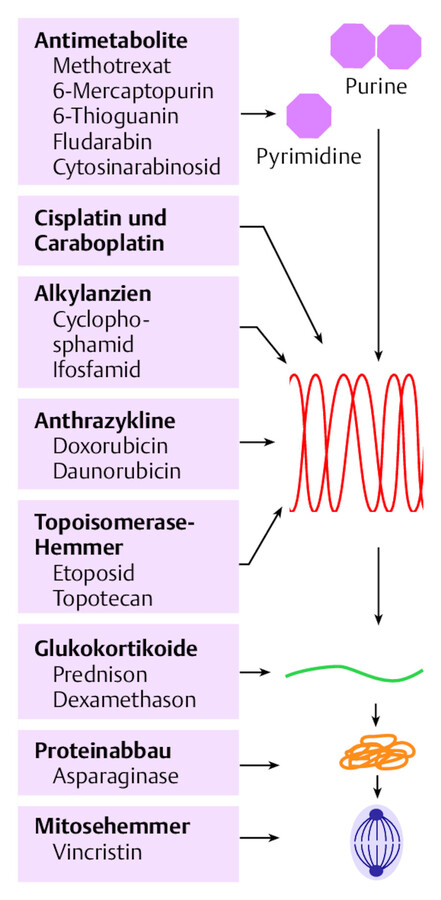 Zielstrukturen klassischer Zytostatika.