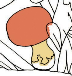 Now coloring the mushroom cap