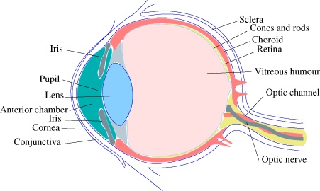 The human eye