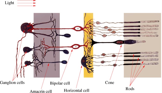 A cross section of the retina