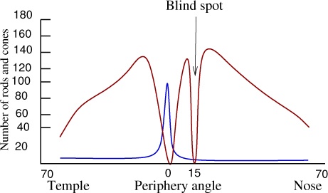 Distribution of rods (dark red) and cones (blue) on the retina