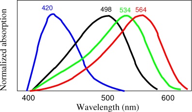 Sensitivity of the three categories of cones