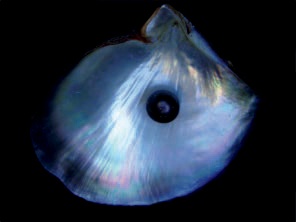 Color by interference on a shell and a black pearl