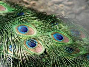 Color by interference on a peacock’s tail