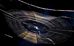 Color by diffraction on a spider web