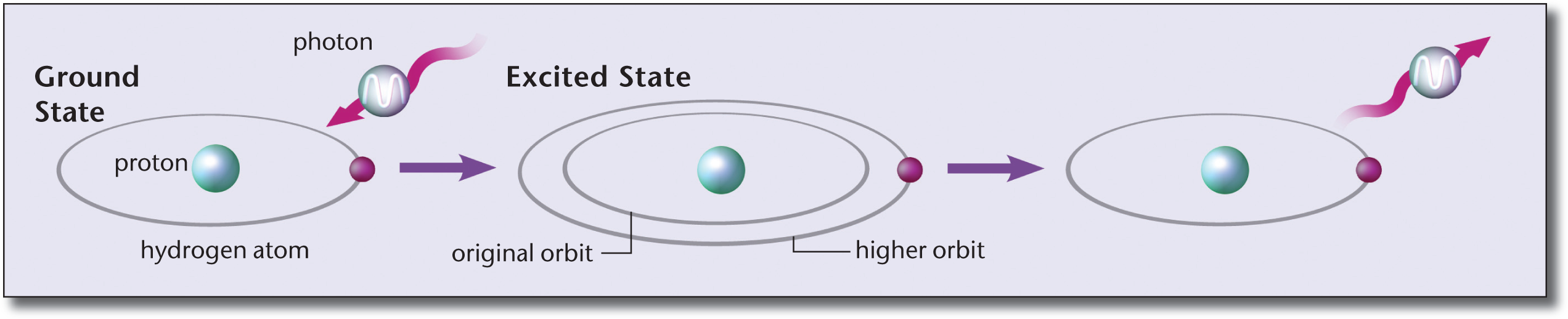 photon absorbed in ground-state hydrogen atom, pushing electron to higher-energy orbit; when electron falls back to original orbit, photon is released