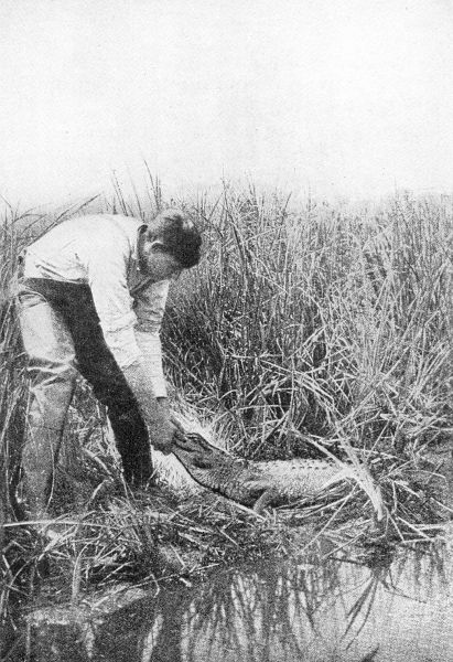 ALLIGATOR-CATCHING. The sport at its best; tackling a fair sized reptile with bare hands. (Courtesy of Outing Magazine.)