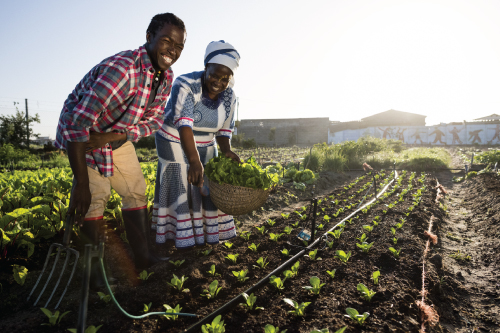 Photo showing a man and a woman working on a agricultural land.