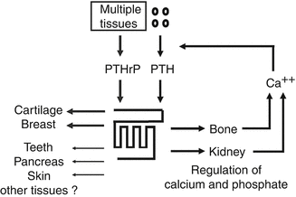 A149891_7_En_10_Fig1_HTML.gif