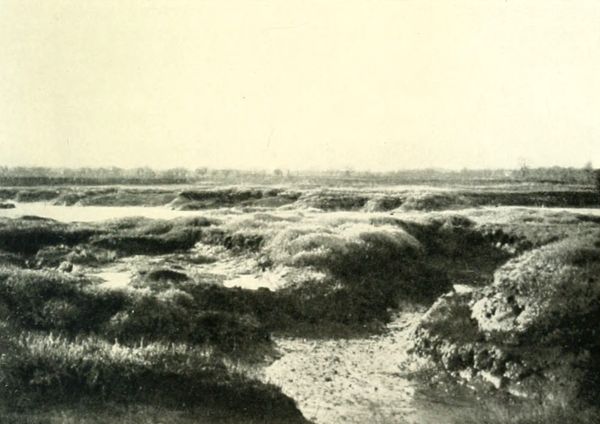 THE SALTINGS, OSEA ISLAND