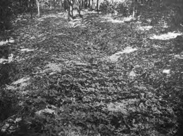 Bed of 10,000 Young Ginseng Plants in Forest.