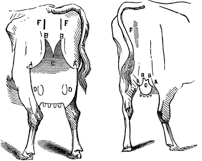 Fig. 7. FOURTH CLASS. Fig. 8. 