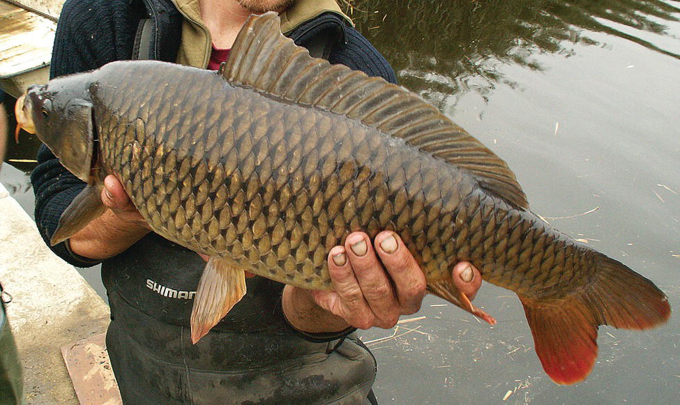 Photo of common carp (Cyprinus carpio) held by person.