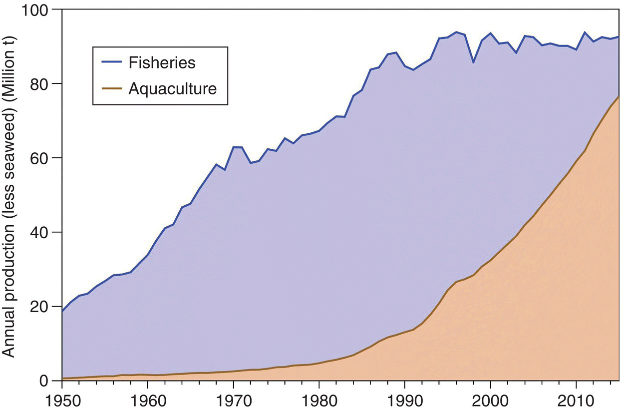 Area graph illustrating the increasing global production of aquaculture and capture fisheries, excluding aquatic plants, from 1950 to 2015.