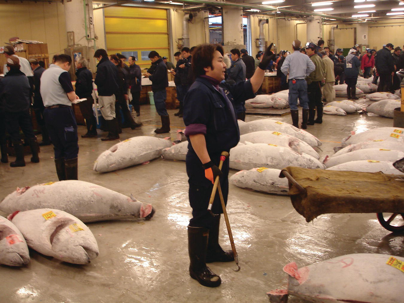 A man standing in the Tsukjii market, Tokyo, with frozen bluefin tuna on the floor. Other men are observed at the background.