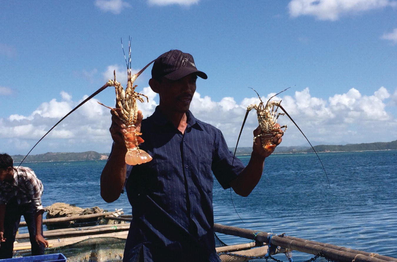 A man wearing a hat with both hands holding spiny lobsters, Panulirus ornatus, reared from cage culture at Pemongkong village, East Lombok, Indonesia.