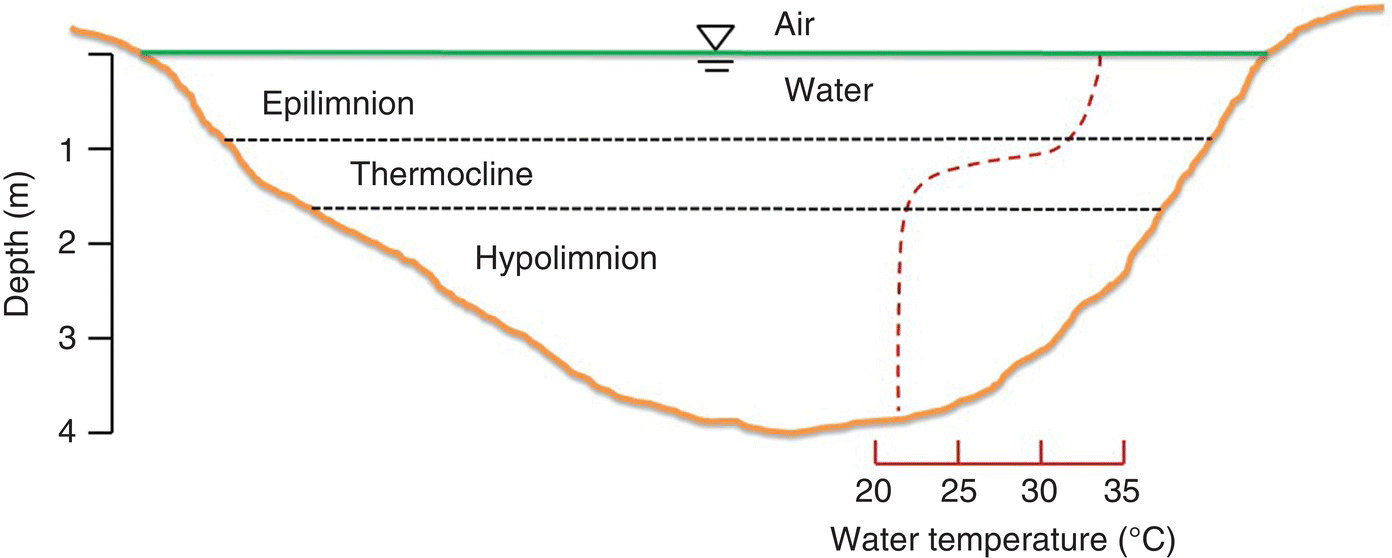 Graph of thermal stratification of a small lake displaying a concave up curve with 3 horizontal lines dividing the curve into epilimnion, thermocline, and hypolimnion layers, and an ascending dashed curve.