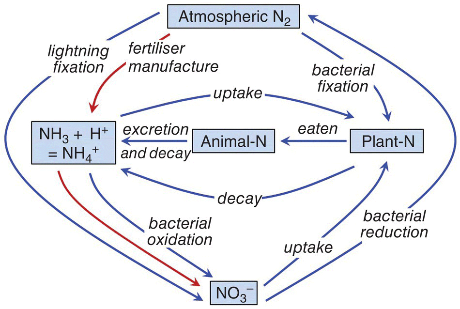 The global nitrogen cycle involving atmospheric N2, lightning fixation, NO3–, bacterial reduction, fertilizer manufacture, bacterial oxidation, uptake, bacterial fixation, decay, plant-N, animal-N, etc.