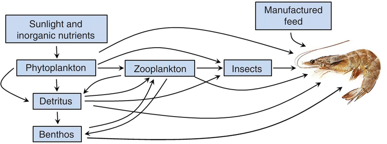 The food web flow of a shrimp pond with arrow from sunlight and inorganic nutrients to phytoplankton, to detritus, to benthos, to zooplankton, to insects, then to a photo of a shrimp.