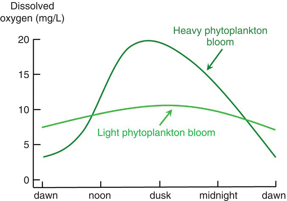 Graph illustrating the effect of time of day and plankton density on DO concentration in surface water of aquaculture ponds. The graph has 2 curves representing light and heavy phytoplankton blooms.