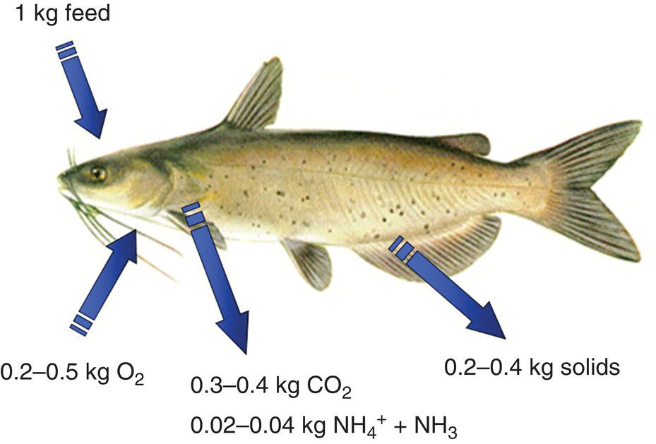 A fish with its parts (arrowed) labeled 1kg feed, 0.2–0.5 kg O2, 0.3–0.4 kg CO2 0.02–0.04 kg NH4++NH3, and 0.2–0.4 kg solids.