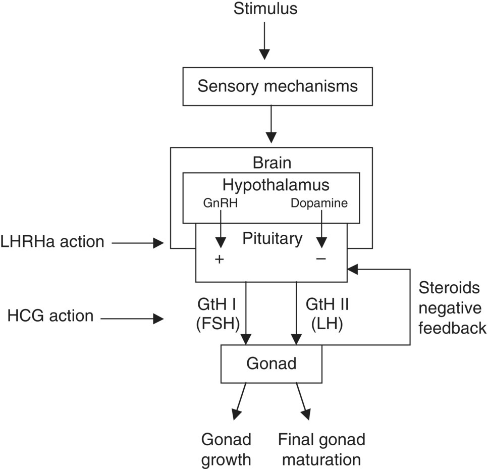 Flow diagram of the reproductive endocrine physiology of fishes from stimulus to sensory mechanisms to brain to hypothalamus (GnRH and dopamine) leading to gonad growth and final gonad maturation.