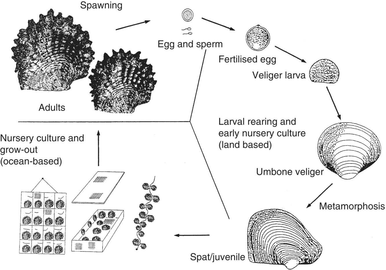 Generalised life-cycle of a pearl oyster (Pinctada species) from adults for spawning to egg and sperm, fertilized egg, veliger larva, umbone veliger, spat, and nursery culture and grow-out then back to adults.