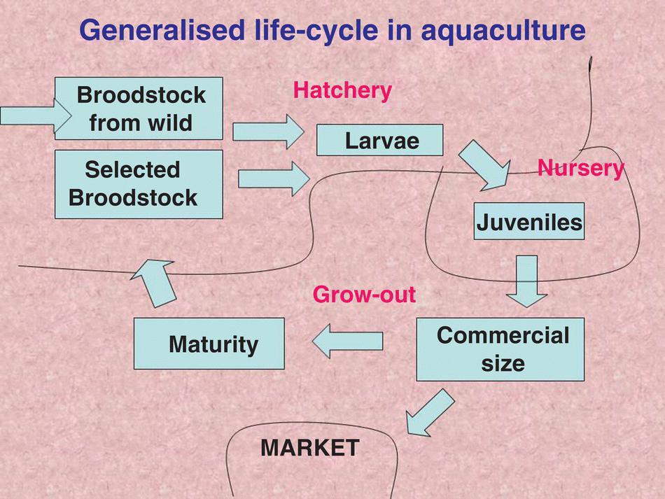 Generalised life-cycle in aquaculture from broodstock from wild and selected broodstock to larvae, juveniles, commercial size, and market and maturity then back to broodstock from wild and selected broodstock.