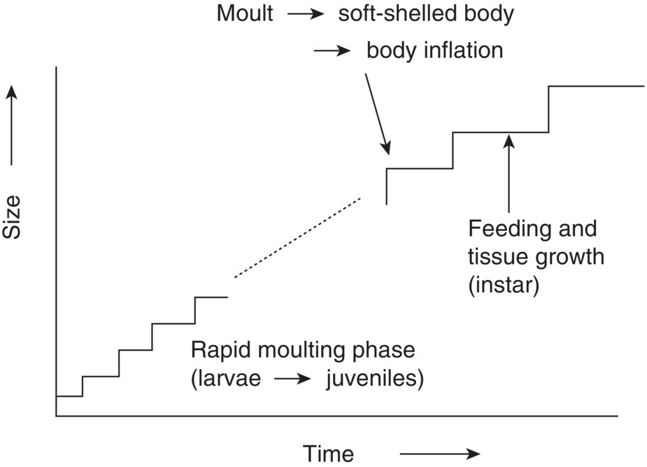 Graph of size vs. time displaying 2 step curves with an ascending dashed line in between, with arrows indicating feeding and tissue growth and body inflation.