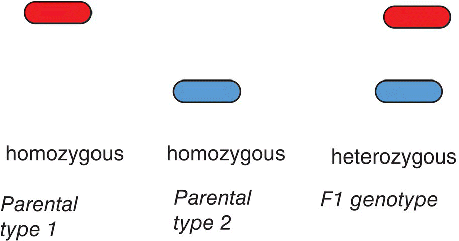 Schematic with 3 columns for parental types 1 and 2 and F1 genotype (left–right). Both the 1st and 2nd columns contain oblongs for homozygous but with different shades while the 3rd contains 2 oblongs for heterozygous.