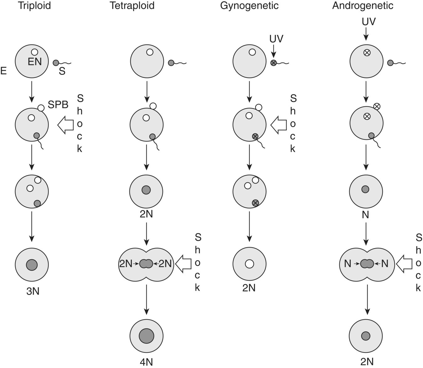 Schematic of stages of egg nucleus development when shocks being applied, producing triploid, tetraploid, gynogenetic, and androgenetic. The egg nuclei are depicted by circles containing smaller circles.