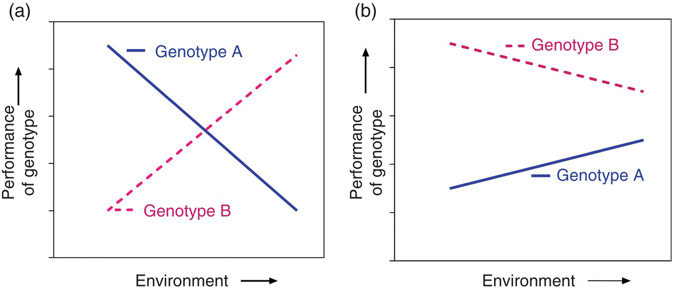 2 Graphs of performance of genotype vs. environment displaying perpendicular (left) and non-parallel (right) lines for genotype A (solid) and B (dashed).