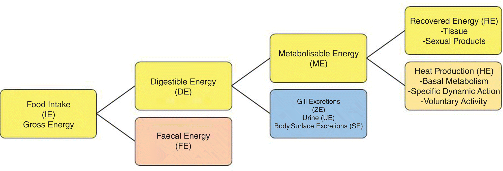 Bioenergetic tree diagram of paths of the loss and utilization of energy, with food intake branching to digestible and faecal energy, then digestible energy branching to ME and ZE, and then ME branching to RE and HE.