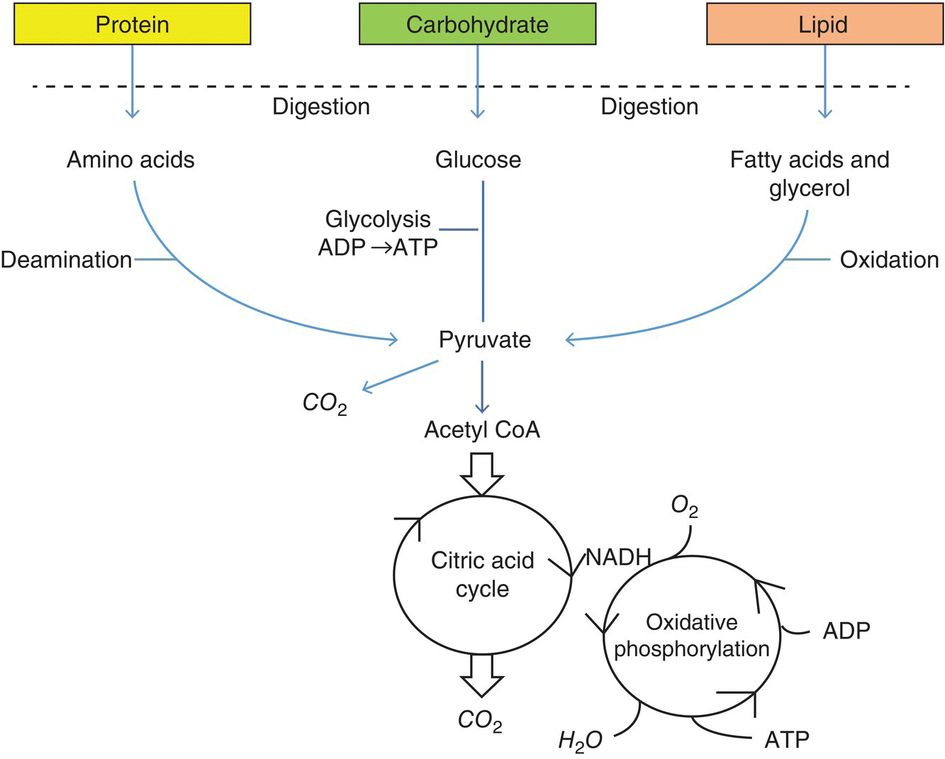 Schematic of paths to production of energy from protein, carbohydrate, and lipid to amino acids, glucose, and fatty acids and glycerol, respectively, to pyruvate, to acetyl CoA, to citric acid cycle, then to CO2.