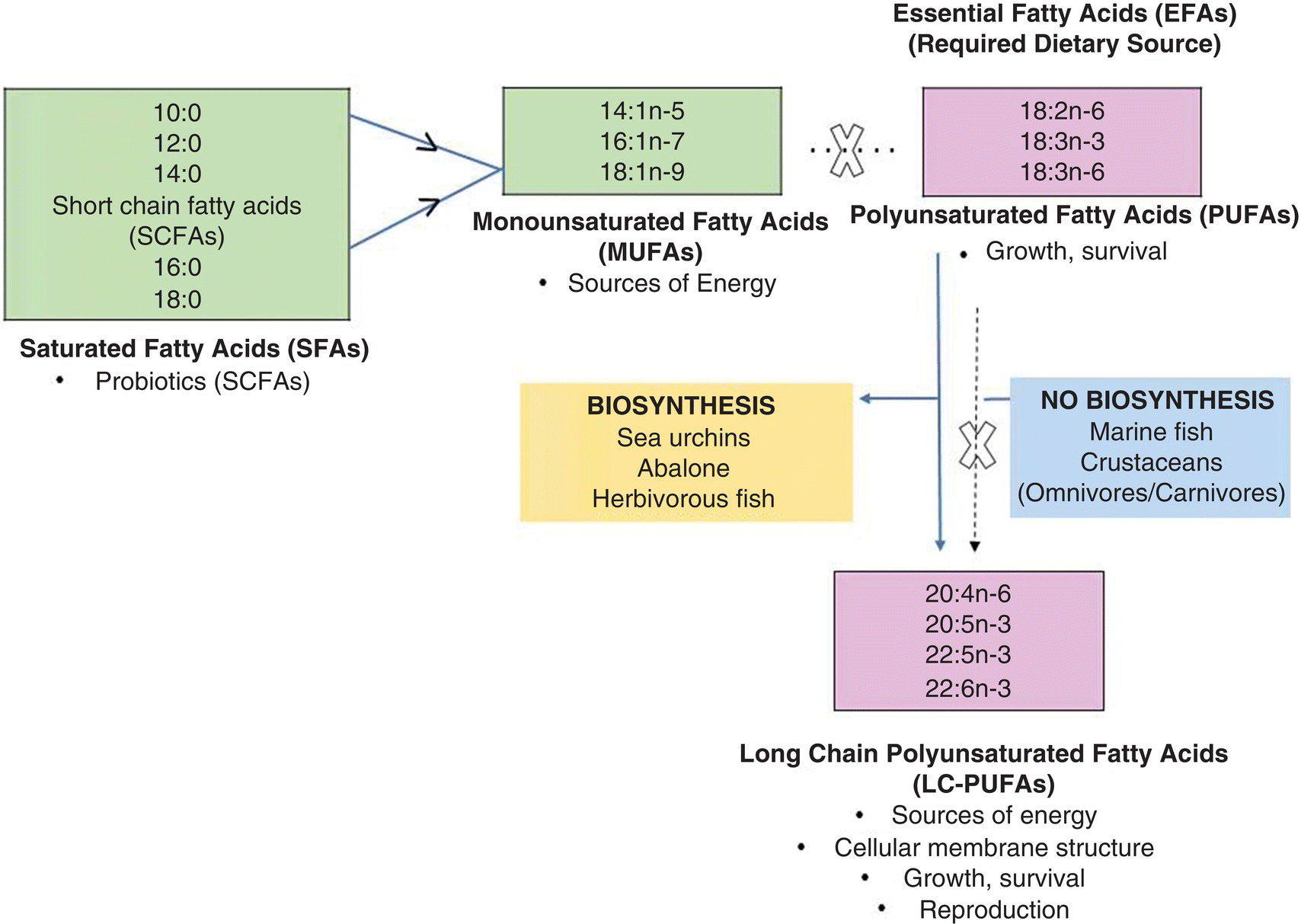 Diagram of lasses, biosynthetic pathways, sources and physiological roles of fatty acid, with boxes for saturated fatty acids, monounsaturated fatty acids, polyunsaturated fatty acids, biosynthesis, etc.