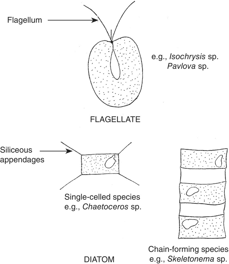 Schematic of the general morphology of a flagellate (top) and a diatom (bottom) with arrows indicating flagellum and siliceous appendages, respectively.