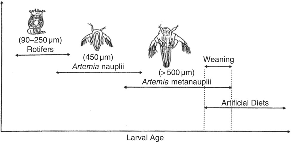 Micrograph displaying a marine fish larvae.