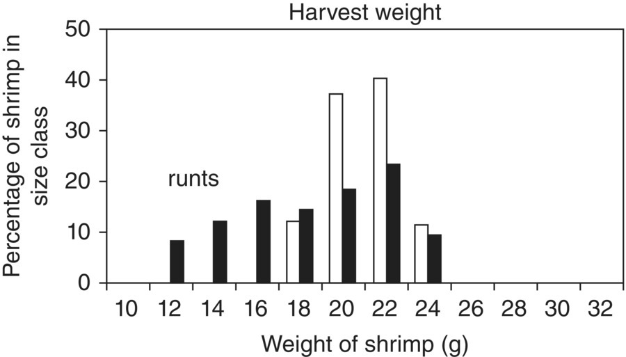 Graph displaying shaded vertical bars for infected shrimp weighing 12–24 g with increments of 2 and unshaded vertical bars for unifected shrimp weighting 18–24 g with increments of 2.