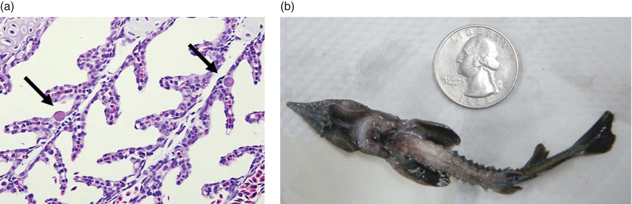 Micrograph of WSIV infected cells in the gill lamellae of white sturgeon with 2 arrows pointing to infected cells (left); and a photo of juvenile white sturgeon with signs of emaciation and a coin next to it (right).