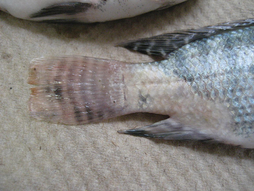 Depigmented lesions in the caudal region of a tilapia Oreochromis sp. with Flavobacterium columnare.