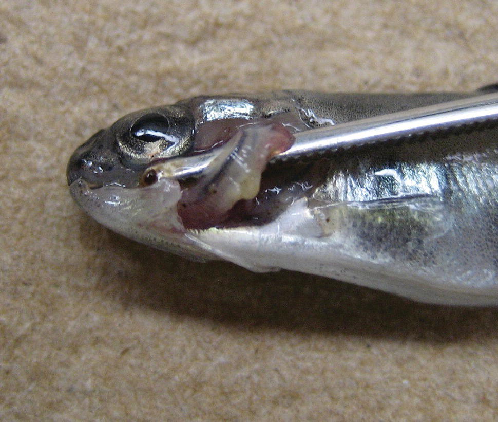 Rainbow trout with Flavobacterium columnare displaying a forceps raising the gill infected with necrosis.