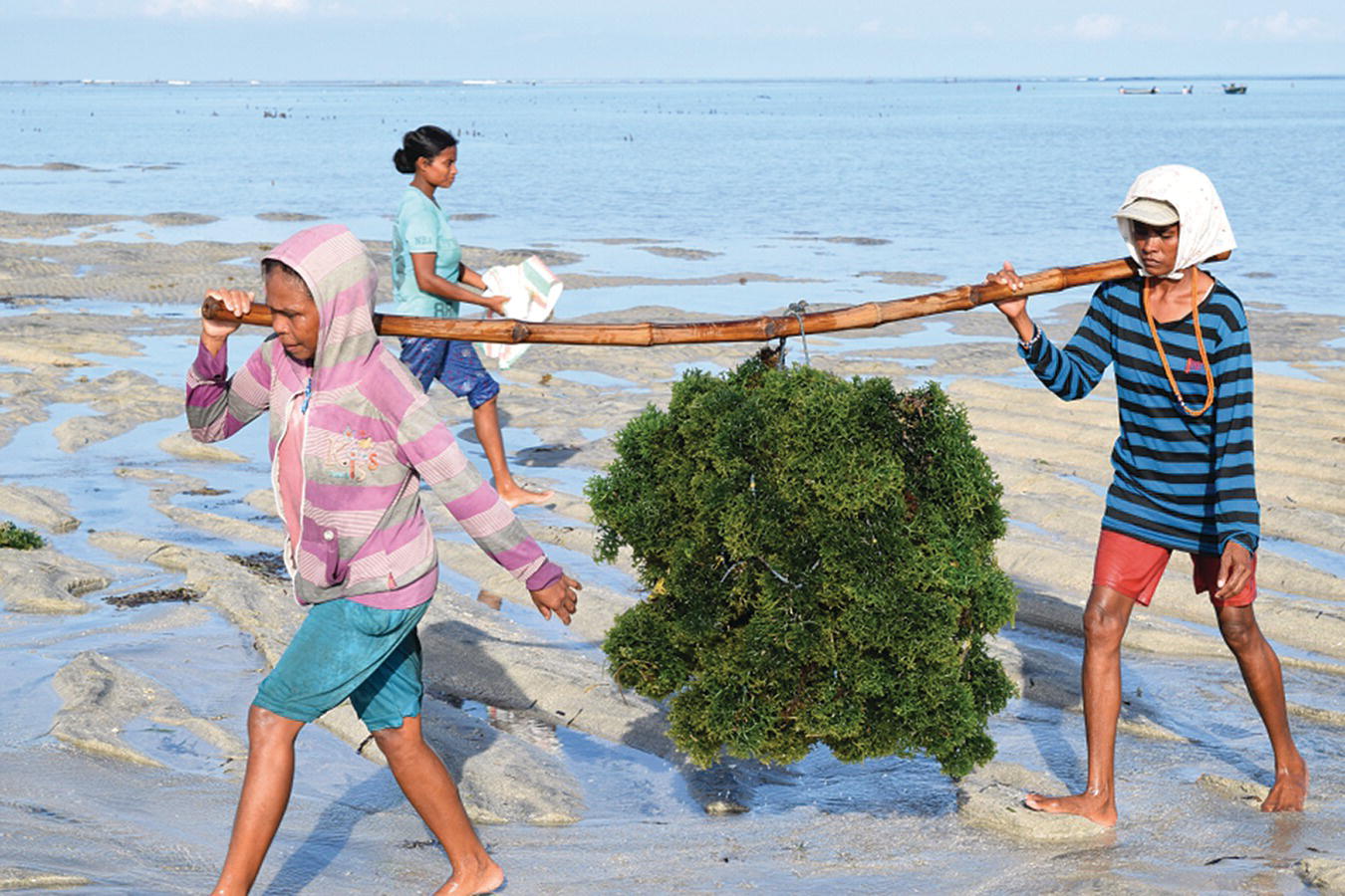 Red seaweed (Kappaphycus alvarezii) hanged at the middle of a bamboo pole using a rope carried by 2 women along the sea shore.