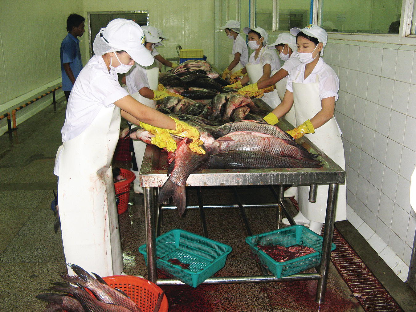 A processing facility for rohu displaying females wearing laboratory gowns, apron, face masks, and gloves, descaling and removing gills and viscera of rohu in a table.