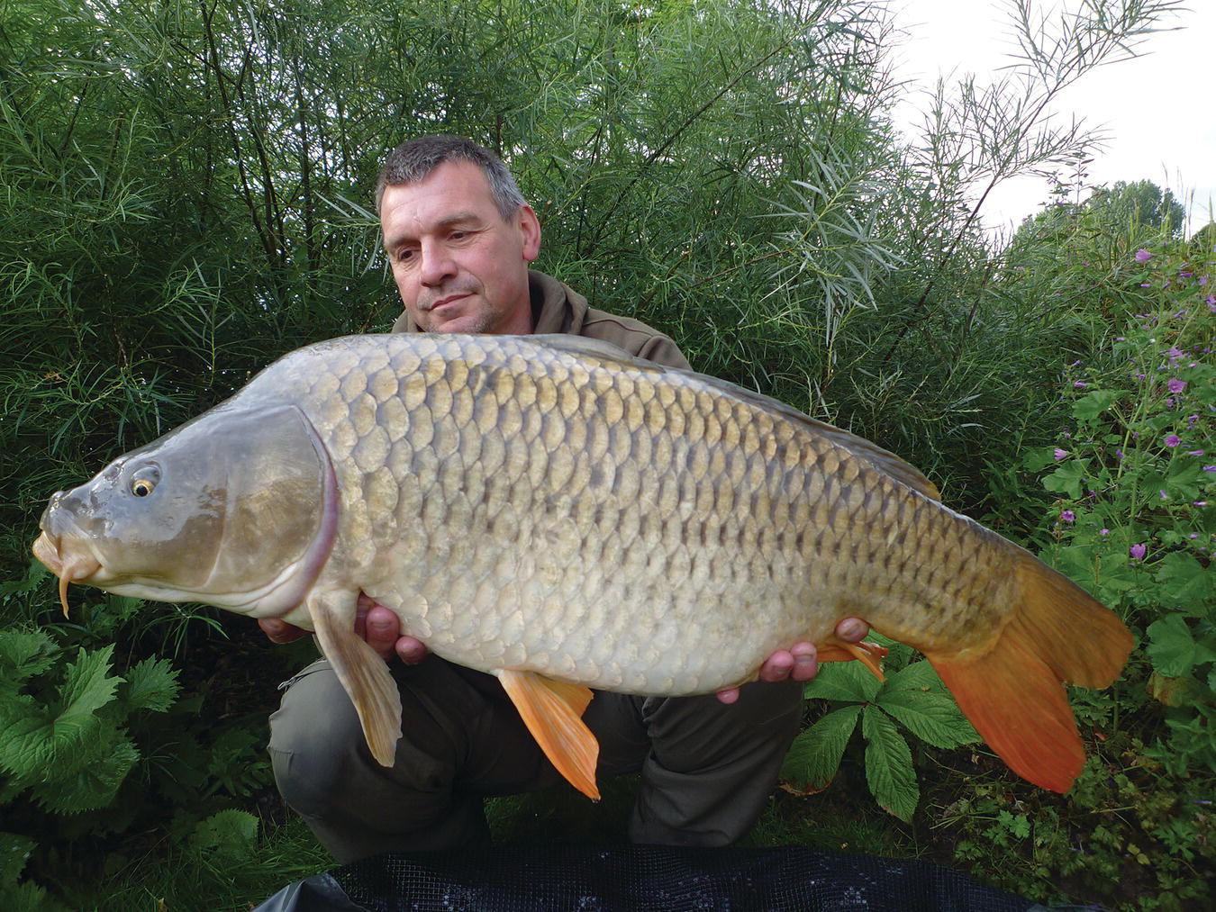 A man squatting while holding a big common carp fish with his 2 bare hands.