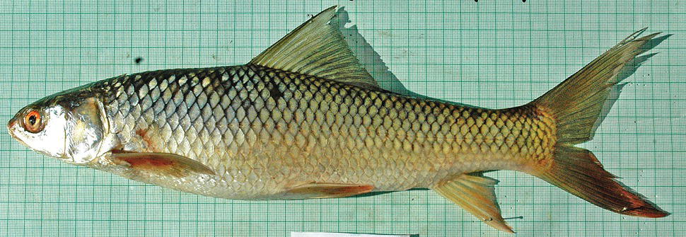 Lateral view of Mrigal carp (approximately 0.5 kg).