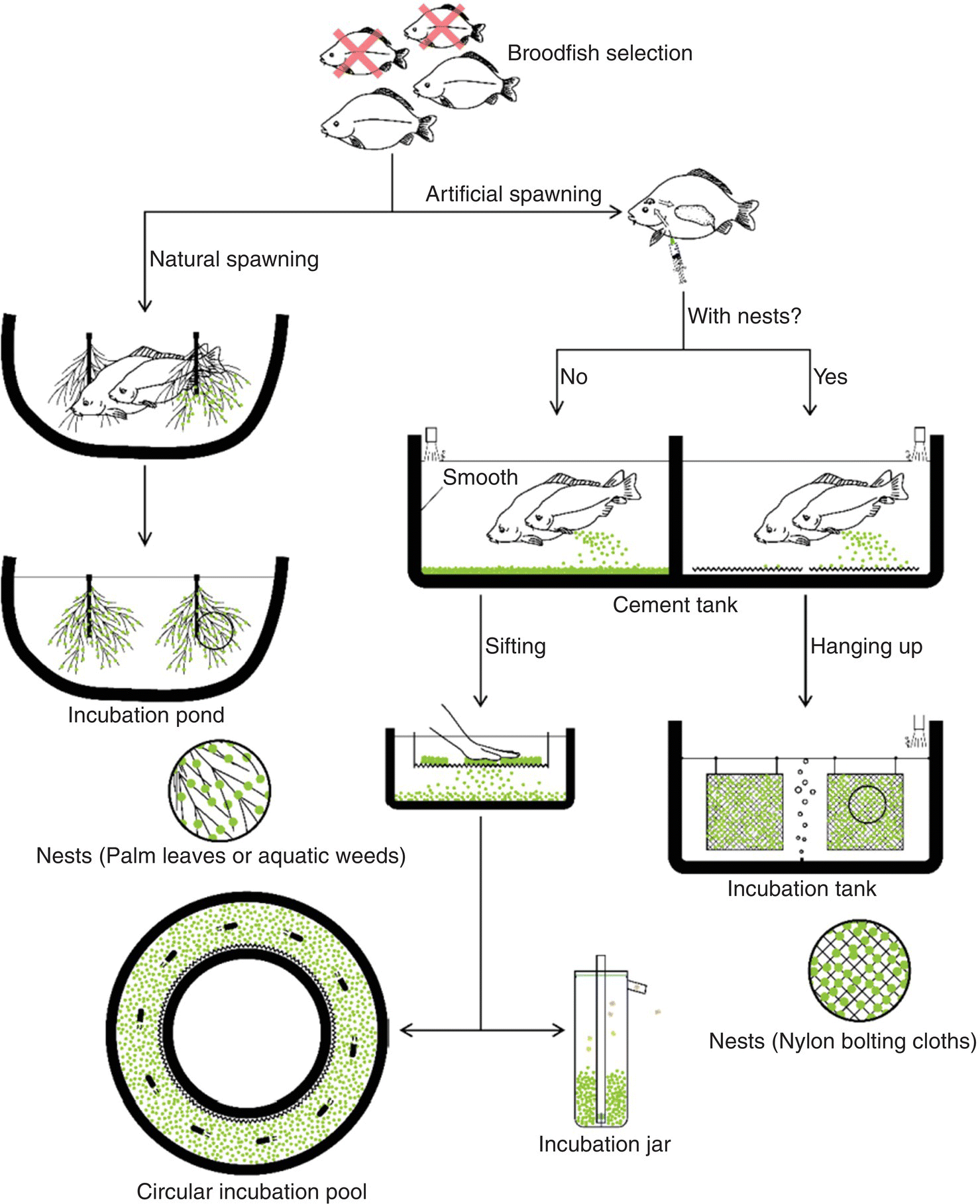 Tree diagram of modes of common carp artificial propagation in China, from broodfish selection branches to natural spawning and artificial spawning, leading to circular incubation pool and incubation jar.