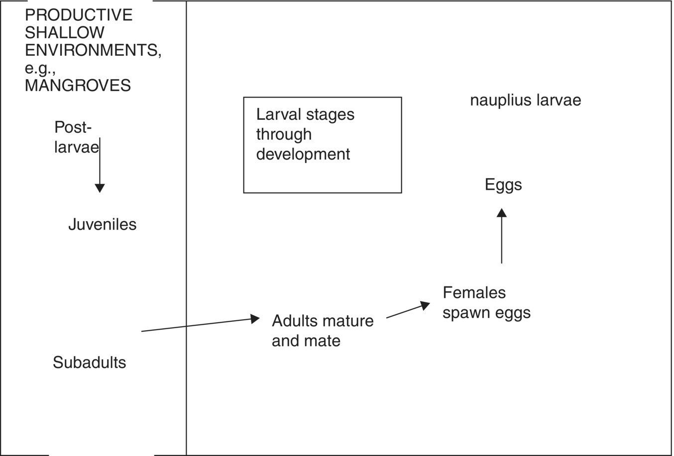 Schematic displaying a box with 2 divisions illustrating the broad outline of a shrimp life cycle from post larvae to juveniles and from subadults leading to eggs with a box labeled "Larval stages through development."